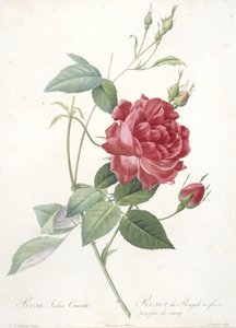 रोजा इंडिका क्रूंटा, बंगाल गुलाब से खिलता है, रोजेस से, 1817-24 (हाथ से बने हुए स्टीपल उकेरे) द्वारा पियरे जोसेफ रेडाउट