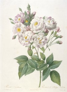 रोजा क्रॉइस, 1817-24 के द क्राउन ऑफ रोजेज से फिलिप डे नोइसेट, रोजा नोइसेटियाना द्वारा पियरे जोसेफ रेडाउट