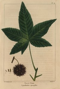 मीठे गोंद का पेड़, लिक्विडंबर स्टायरसीफ्लुआ (उत्कीर्णन) द्वारा पियरे जोसेफ रेडाउट