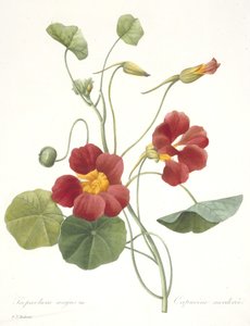 ट्रोपोलियम माजुस (गार्डन नास्त्रर्टियम), 1827 द्वारा पियरे जोसेफ रेडाउट
