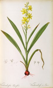 &39;लेस लिलियासीस&39; से वाचडॉर्फिया थिर्सिफ्लोरा, c.1805 (रंगीन नक्काशी)