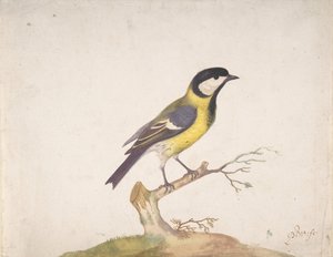 एक महान टिटमाउस पारस प्रमुख एक शाखा पर स्थित, 1670-93। द्वारा Pieter Withoos