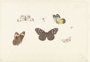  द्वारा Pieter Withoos