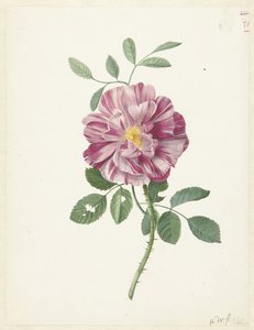  द्वारा Pieter Withoos