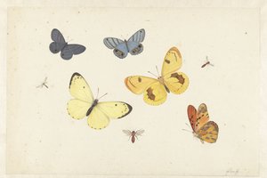  द्वारा Pieter Withoos