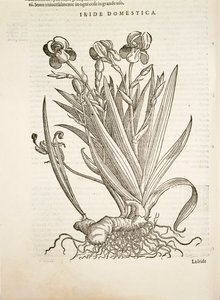 आइरिस (घरेलू आईरिस), पियर एंड्रिया मैटिओली द्वारा उत्कीर्ण