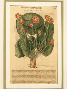 पीला पानी लिली (Nymphaea lutea), रंगीन उत्कीर्णन
