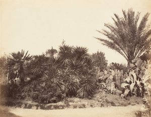 पिंकियन गार्डन, रोम, 1853-56। द्वारा संभवतः जेन मार्था सेंट जॉन द्वारा।