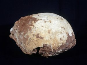 अंडे को हाइपसेलोसॉरस प्रिस्कस के लिए जिम्मेदार ठहराया गया: प्रोवेंस में पाए जाने वाले लेट क्रेटेशियस (-65 मिलियन वर्ष) के बड़े डायनासोर (लगभग 12 मीटर) शाकाहारी। ऐक्स एन प्रोवेंस का प्राकृतिक इतिहास संग्रहालय। द्वारा प्रागैतिहासिक प्रागैतिहासिक