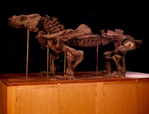 प्रागितिहास; डायनासोर: ichtyosaur का कंकाल। पेरिस, प्राकृतिक इतिहास का संग्रहालय द्वारा प्रागैतिहासिक प्रागैतिहासिक