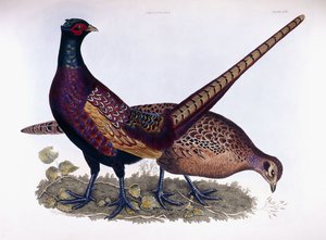 तीतर (नर और मादा)