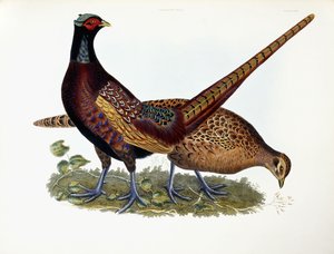 तीतर