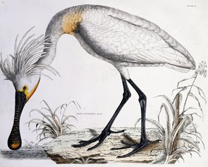 व्हाइट स्पूनबिल, 1834