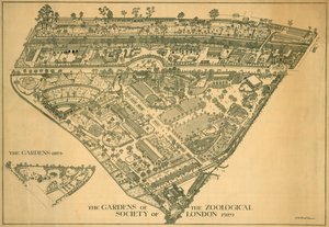लंदन चिड़ियाघर, रीजेंट पार्क, वेस्टमिंस्टर, 1929 द्वारा आरबी ब्रूक ग्रीव्स