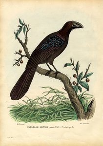 न ही, 1863-79 द्वारा रायमुंडो पेट्रारोइया