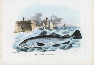 अटलांटिक कॉड, 1863-79 द्वारा रायमुंडो पेट्रारोइया