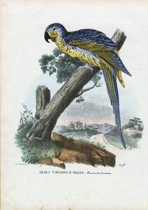 ब्लू-एंड-येलो मैकॉ, 1863-79 द्वारा रायमुंडो पेट्रारोइया