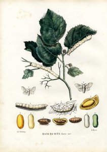 तितलियाँ, 1863-79