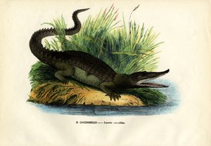 कैमान, 1863-79 द्वारा रायमुंडो पेट्रारोइया