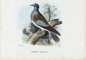 यूरोपीय कछुआ कबूतर, 1863-79 द्वारा रायमुंडो पेट्रारोइया