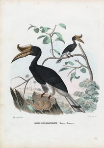 ग्रेट हॉर्नबिल, 1863-79 द्वारा रायमुंडो पेट्रारोइया