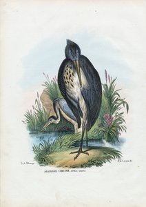 ग्रे हेरन, 1863-79 द्वारा रायमुंडो पेट्रारोइया