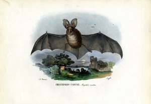 ग्रे लॉन्ग-इयर बैट, 1863-79 द्वारा रायमुंडो पेट्रारोइया
