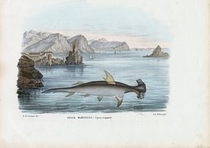 हैमरहेड, 1863-79 द्वारा रायमुंडो पेट्रारोइया