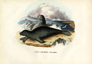हार्बर सील, 1863-79 द्वारा रायमुंडो पेट्रारोइया