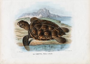 हॉक्सबिल सी कछुआ, 1863-79