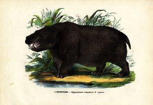 हिप्पो, 1863-79 द्वारा रायमुंडो पेट्रारोइया