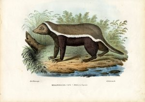 हनी बेजर, 1863-79 द्वारा रायमुंडो पेट्रारोइया
