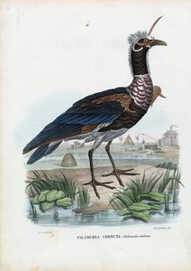 हॉर्नड स्क्रीमर, 1863-79 द्वारा रायमुंडो पेट्रारोइया