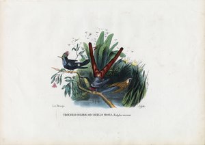 हमिंगबर्ड्स, 1863-79 द्वारा रायमुंडो पेट्रारोइया