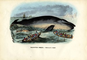 हंपबैक व्हेल, 1863-79 द्वारा रायमुंडो पेट्रारोइया