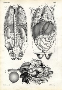 आंतक, 1863-79 द्वारा रायमुंडो पेट्रारोइया