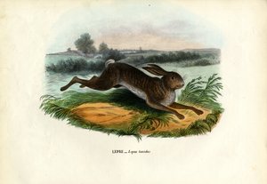 माउंटेन हरे, 1863-79 द्वारा रायमुंडो पेट्रारोइया