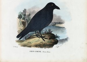 रेवेन, 1863-79 द्वारा रायमुंडो पेट्रारोइया