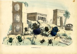 स्कारब बीटल, 1863-79