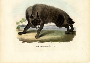 धारीदार हाइना, 1863-79 द्वारा रायमुंडो पेट्रारोइया