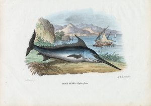 स्वोर्डफ़िश, 1863-79 द्वारा रायमुंडो पेट्रारोइया