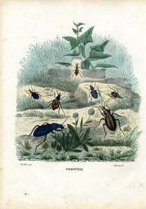 टाइगर और ग्राउंड बीटल, 1863-79 द्वारा रायमुंडो पेट्रारोइया
