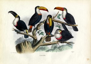 टक्सन, 1863-79 द्वारा रायमुंडो पेट्रारोइया