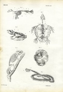 कछुआ, 1863-79 द्वारा रायमुंडो पेट्रारोइया