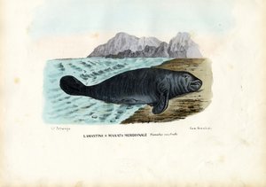 वेस्ट इंडियन मैनेट, 1863-79 द्वारा रायमुंडो पेट्रारोइया
