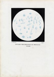 व्हील एनिमल, 1863-79 द्वारा रायमुंडो पेट्रारोइया