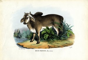 ज़ेबू, 1863-79 द्वारा रायमुंडो पेट्रारोइया