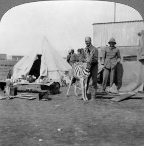अपने पालतू ज़ेबरा, पूर्वी अफ्रीका, प्रथम विश्व युद्ध, 1914-1918 के साथ दक्षिण अफ्रीकी गनर। द्वारा यथार्थवादी यात्रा प्रकाशक