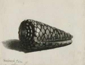 द शेल (कोनस मर्मोरस), 1650 द्वारा रिमब्रांड वैन रिजन