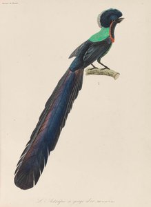 बर्ड ऑफ़ पैराडाइज़, 1835।